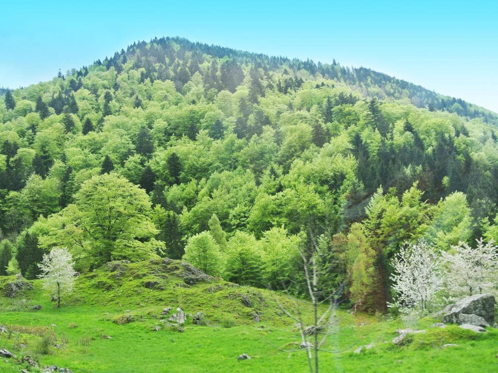 Hotel Grossbach Menzenschwand-Hinterdorf Екстериор снимка