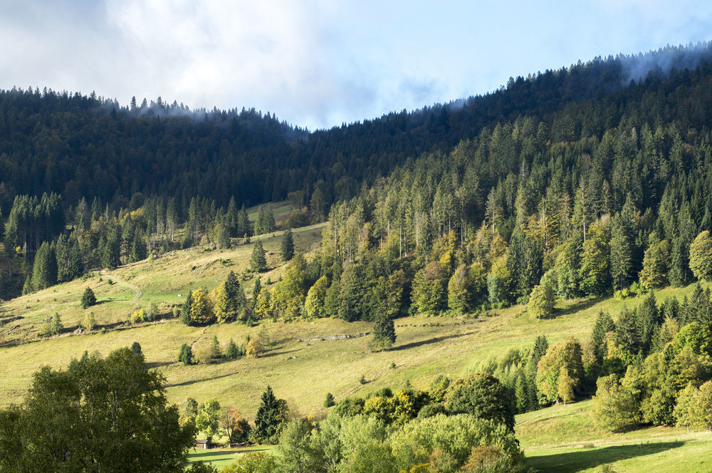 Hotel Grossbach Menzenschwand-Hinterdorf Екстериор снимка