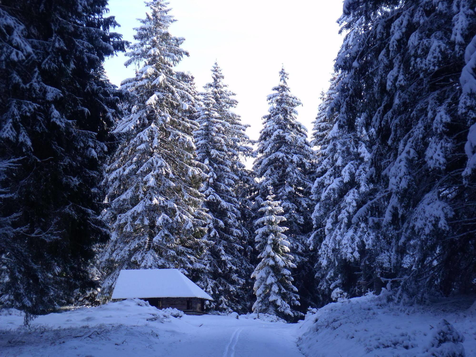 Hotel Grossbach Menzenschwand-Hinterdorf Екстериор снимка